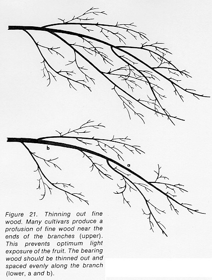 pruning apple trees pictures. In parts of the tree where