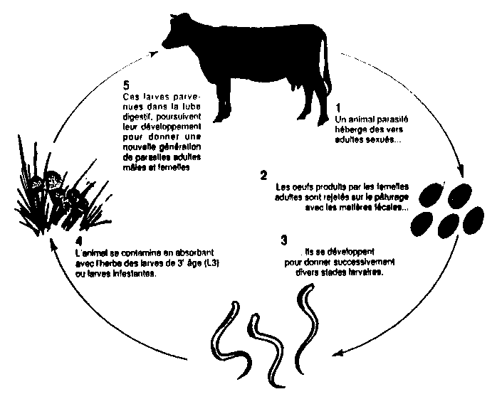 The Control of Internal Parasites in Ruminants