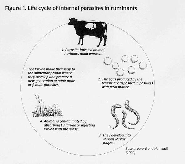 What are hookworms? 3 things to know about the intestinal parasite